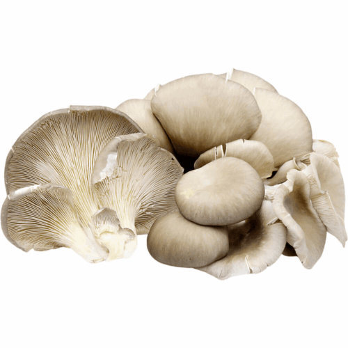Mushroom Oyster 250g