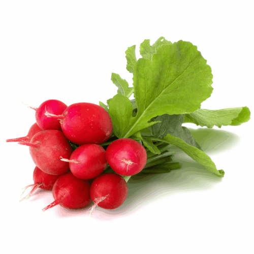 Radish Red 120g